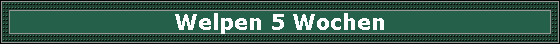 Welpen 5 Wochen